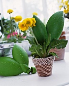 Flower pot with yellow flower and wrapped with netting and reservoir
