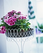 Geranium in a pot on a small, white metal, filigree table