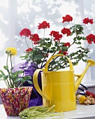 Yellow, metal watering can in front of a potted geranium and flower pot wrapped with patterned paper