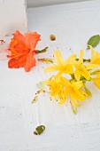 Flowers of Rhododendron luteum (yellow) and Rhododendron 'Gibraltar' (orange) on white wooden surface