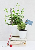 Potted herbs with knife and fork as plant labels