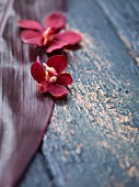 Red orchids on a leaf on a wooden surface