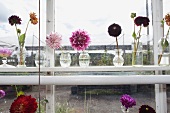 Small vases of purple flowers in window