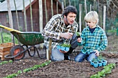 Father and son planting in rows