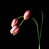 Pink tulips against black background