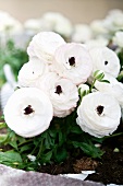 White Ranunculus Flowers