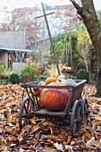 Handcart full of pumpkins in garden