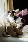 Small, piebald dog looking at camera and lying on comfortable sofa amongst many scatter cushions