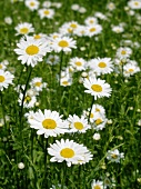 Marguerites in a meadow