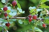 A gooseberry branch with ripe small gooseberries and green leaves, in the background a summer plant with delicate purple flowers