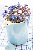 Borage flowers in an old coffee pot