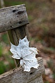 Faded maple leaf on a wooden ladder