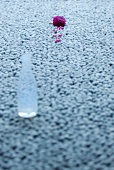 Glass bottle and flower with scattered petals on carpet