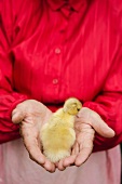 Farmer holding duckling
