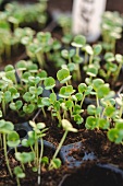Plant shoots in seed tray