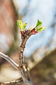 Apple branch in the spring with buds and the first leaves