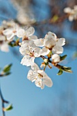 Wild plum: branch with blossoms