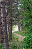 Narrow forest path