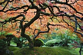 Old, Japanese maple tree in a traditional tea garden in Portland