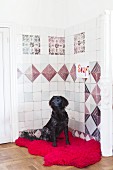 Black dog on hot-pink fur rug in front of traditional wall tiles in corner