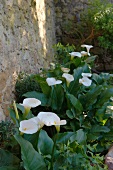 weiße Callas in Blumenbeet vor historischer Sandsteinmauer (Château Maignaut)
