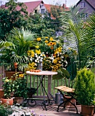 Chinese fan palm (Livistona Chinensis), majesty palm (Ravanea Rivularis), slipper flower (Calceolaria), creeping zinnia (Sanvitalia ) and coneflowers (Rudbeckia Hirta) on a balcony