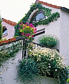 Gloriously flowering plant-covered house facade