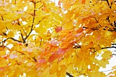 Bright yellow maple leaves