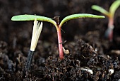 French marigold seedling in compost