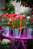 Roses in small, zinc buckets on garden table