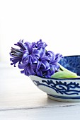 Bowl of cut hyacinths
