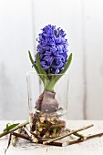 Hyacinth with bulb and short twigs in drinking glass