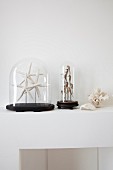 Collection of starfish and seahorses under glass covers