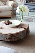 Amaryllis flower and bulb in white dish on tree stump table in living room
