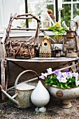 Basket, bird box, lantern, watering can and violas on old shelf in greenhouse