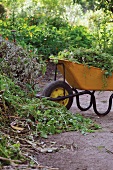 Yard clippings heaped in wheelbarrow
