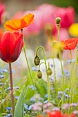 Blühende Mohnblumen, Tulpen und Vergissmeinnicht im Garten