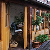 Row of potted trees and flowering plants outside rustic conservatory