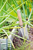 Small garden trowel in the soil of a vegetable bed