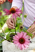 Woman arranging summer bouquet with echinacea