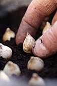 Hand planting bulbs in soil in plant pot (close-up)
