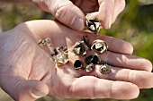 Hands holding dried Lavatera (rose mallow) seed capsules