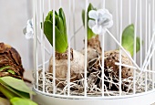 Sprouting hyacinth bulbs in wire basket