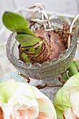 Sprouting amaryllis bulb in crystal bowl