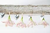 Pink amaryllis flowers (variety: Darling) and small silver hearts hanging on washing line