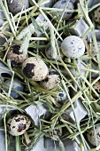 Quails' eggs and hay in egg box