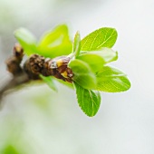 Close up of green buds ad leaves on branch