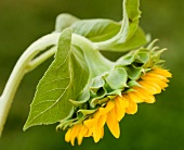 Sonnenblume (Close Up)