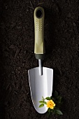 Studio shot of trowel and flower on ground
