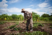 Cuba, Las Tunas, Farmer digging in field